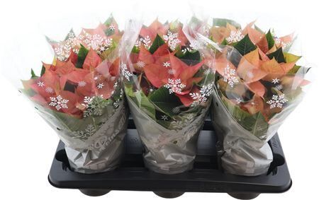 Euph P Chr B Queen 6+