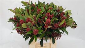Skimmia J Rubella Bs