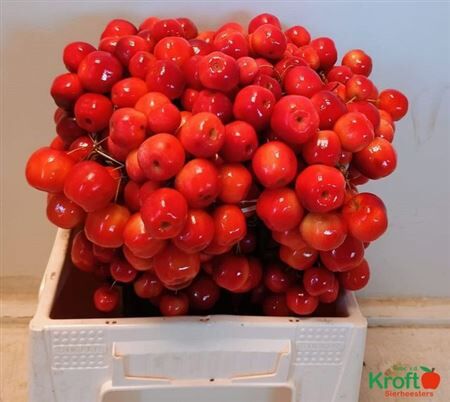 Malus Red Sentinel