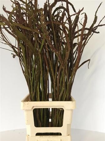 Salix Sekka Bandwilg