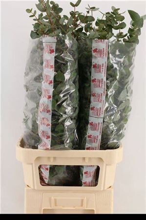 Euca Cinerea Super P Stem 100 Cm