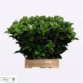 Ilex Bl M Blu Fantas