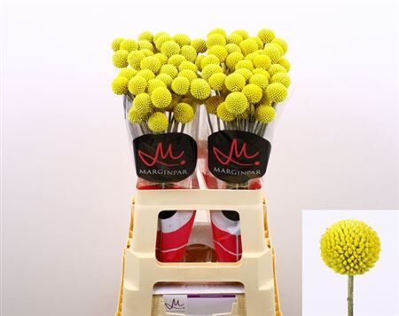 Craspedia Paintball Pop