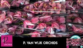 Cymb T Mystery Pink Blossom