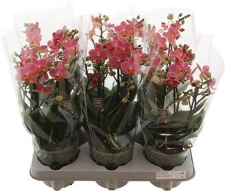 Phal Boquetto Charme 3-5 Tak