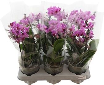 Phal Boquetto Delight 3-5 Tak