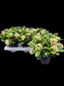 Skimmia Jap Oberries White 8+