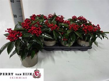 Skimmia Jap Reevesiana 3+
