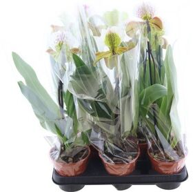 Paph Amerika Hyb Gem