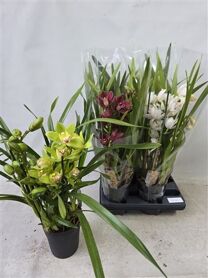 Cymbidium Gemengd 3 Tak