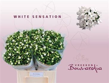 Bouv En Whi Sensation