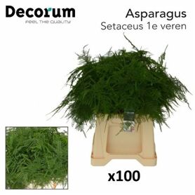 Asp Setac