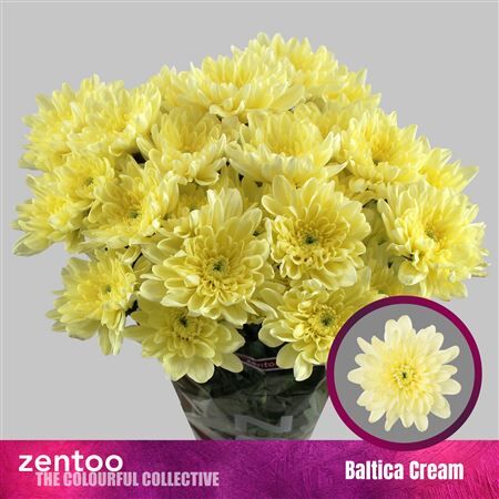 Chr T Baltica Cream
