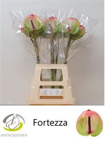 Anth A Fortezza