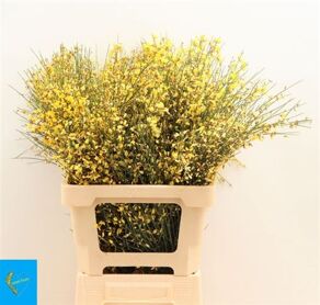 Ginster Yellow