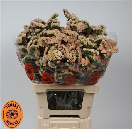 Lim S Sin Honey Apricot