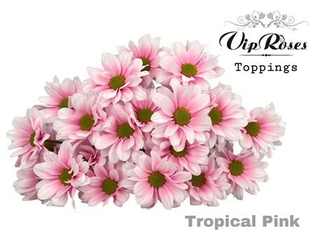 Chr T Tropical Pink