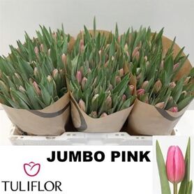 Tu En Jumbo Pink