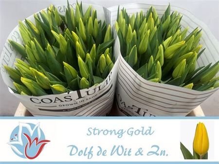 Tu En Strong Gold