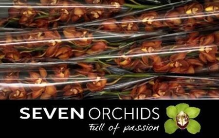 Cymb T Oranje Holland