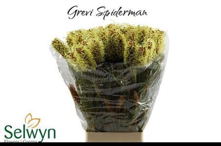 Grevillea Spiderman