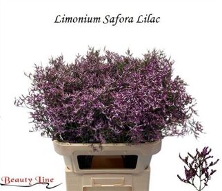 Lim Safora Lilac
