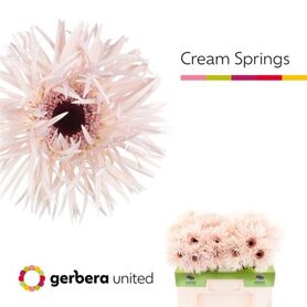 Ge Gr Spi Cream Springs