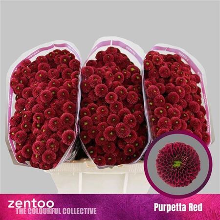 Chr S Aaa Purpetta Red