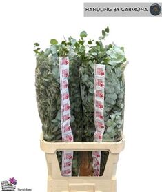 Euca Cinerea Super P Stem 100 Cm