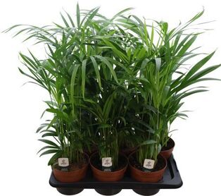 Dypsis Lutescens