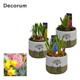 Bolbloemen Gemengd Hl15163b Floraleaf