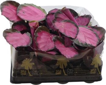 Calathea Ros Crimson