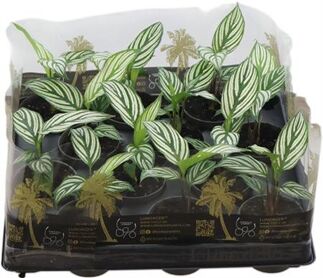 Calathea Vitata