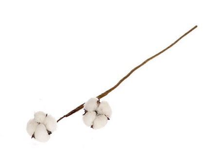 Stem Cotton 2 Heads L50 Naturel