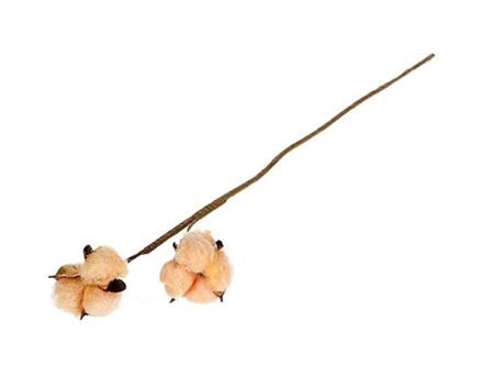 Stem Cotton 2 Heads L50 Orange