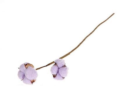 Stem Cotton 2 Heads L50 Lila