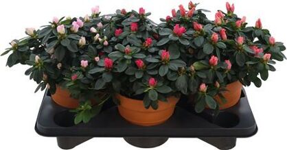 Rhodo Si Gemengd Terra Keramiek