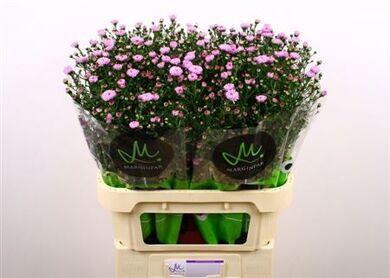 Aster Double Date Pink