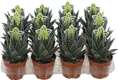 Aloe Tiki Tahi