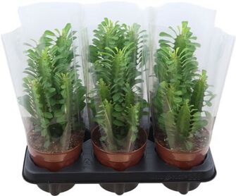 Euphorbia Trigona