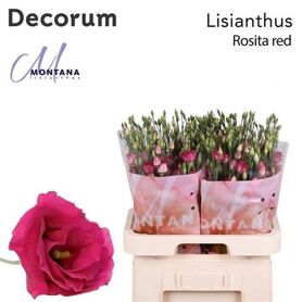 Eus G Rosita Red
