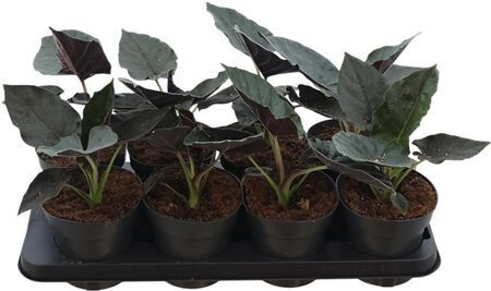 Alocasia Antoro Velvet