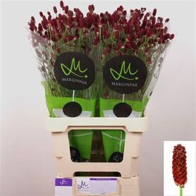 Sanguisorba Of Red Dream