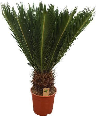 Cycas Revoluta