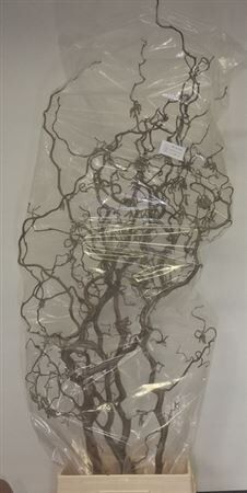 Corylus Avellana Contorta X10 180cm