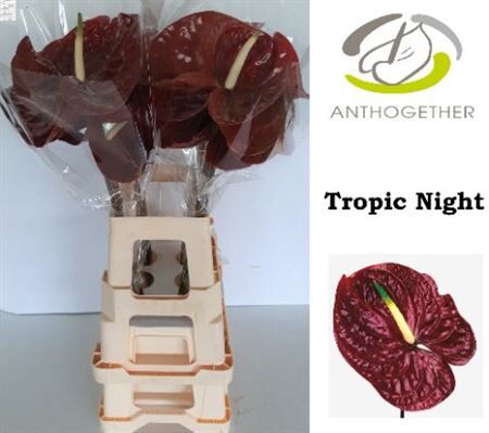 Anth A Tropic Night