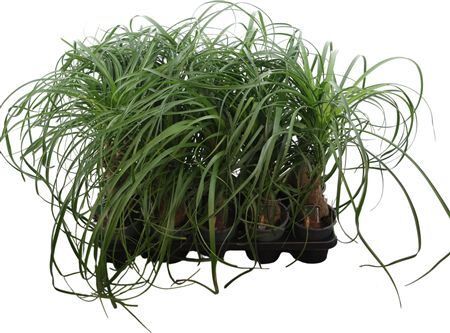 Beaucarnea Recurvata