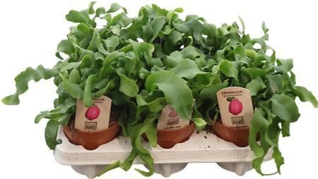 Epiphyllum Guatemalense