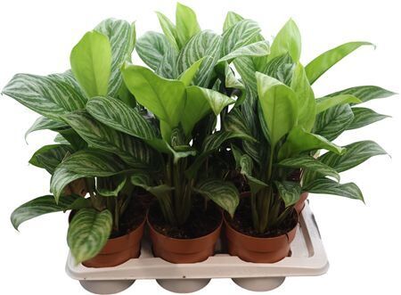 Aglaonema Silver Stripe