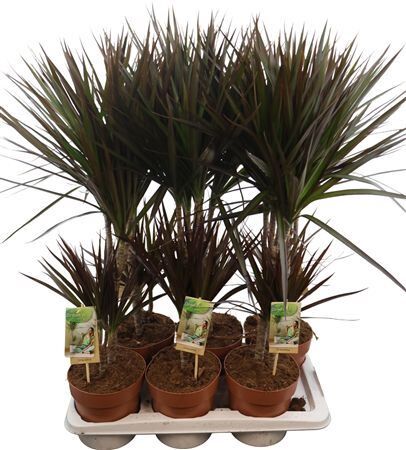 Dracaena Magenta 30-15